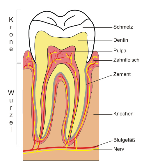 user_img-GWPN9NImJl_schematic_tooth.jpg
