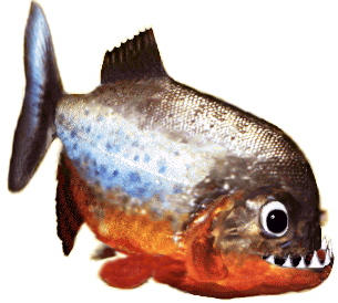 user_img-SCwArXDL9R_piranha1.gif