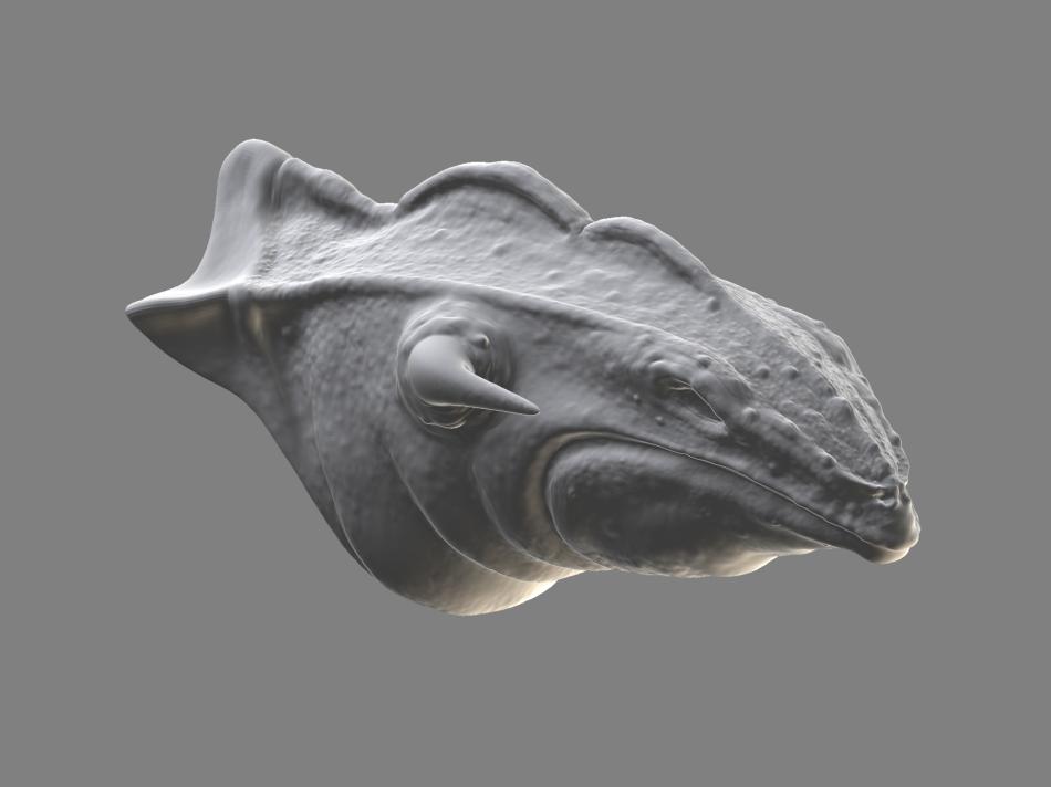 user_img-an2nxlMMBL_lizard2.JPG